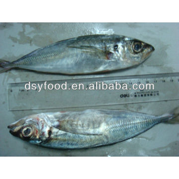 frozen horse mackerel tin canned fish